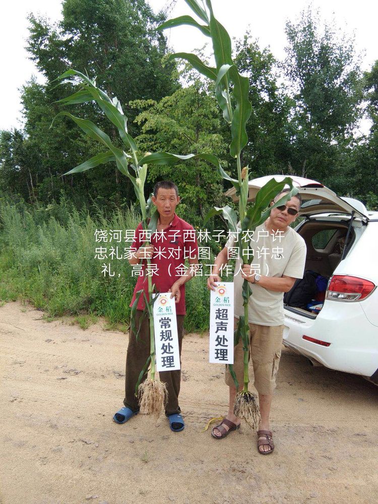 黑龙江双鸭山市与佳木斯市的超声波玉米、水稻种植田调查